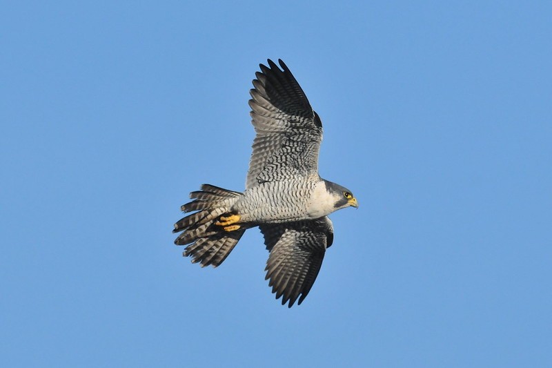 Peregrine Falcon - ML645181801