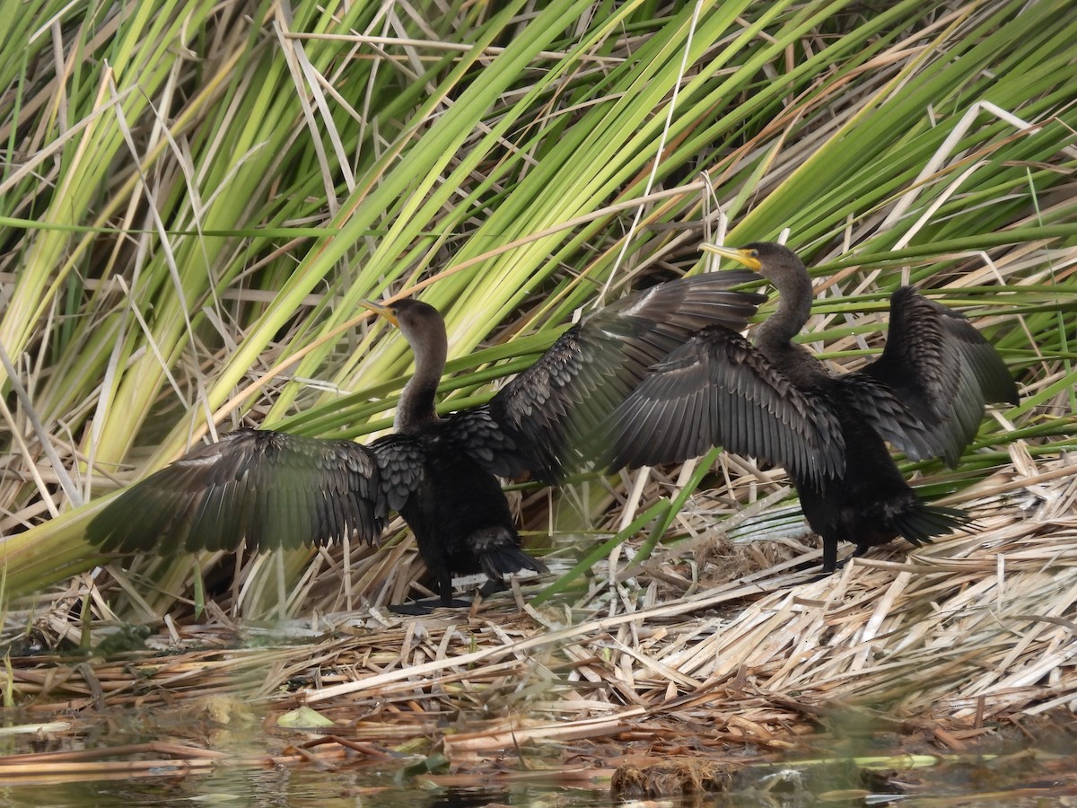 totoppskarv - ML645181806