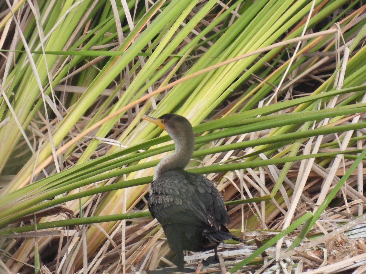 totoppskarv - ML645181807