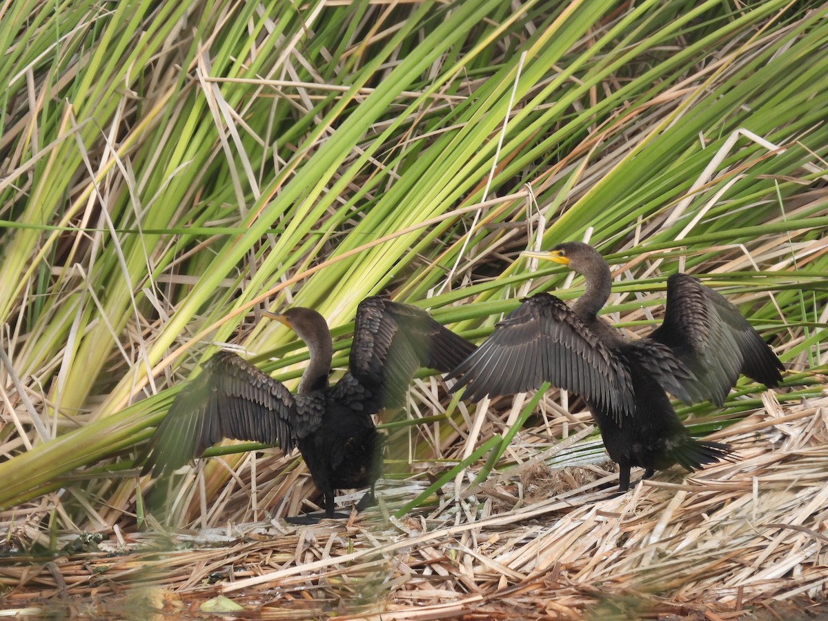 totoppskarv - ML645181808