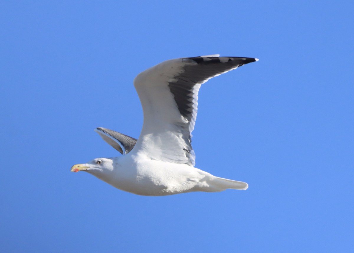 Great Black-backed Gull - ML645181809