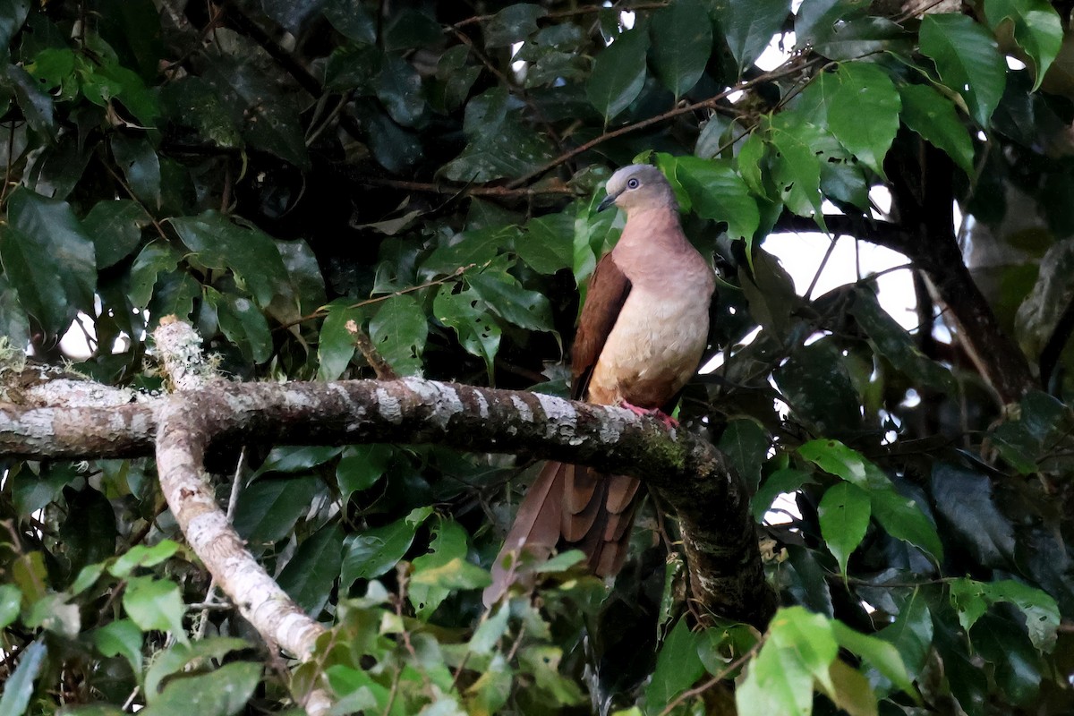 Amboyna Cuckoo-Dove - ML645181813