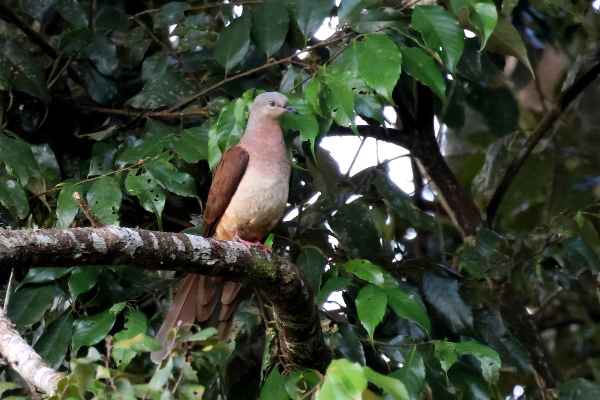 Amboyna Cuckoo-Dove - ML645181825