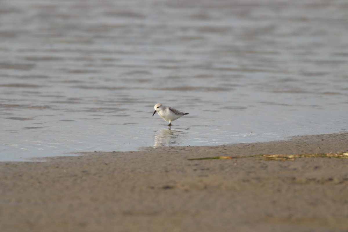 Txirri zuria - ML645181833