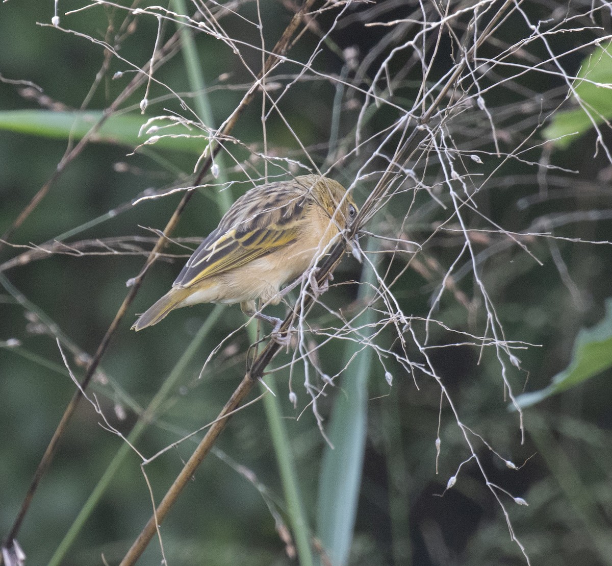 Black-headed Weaver - ML645181847