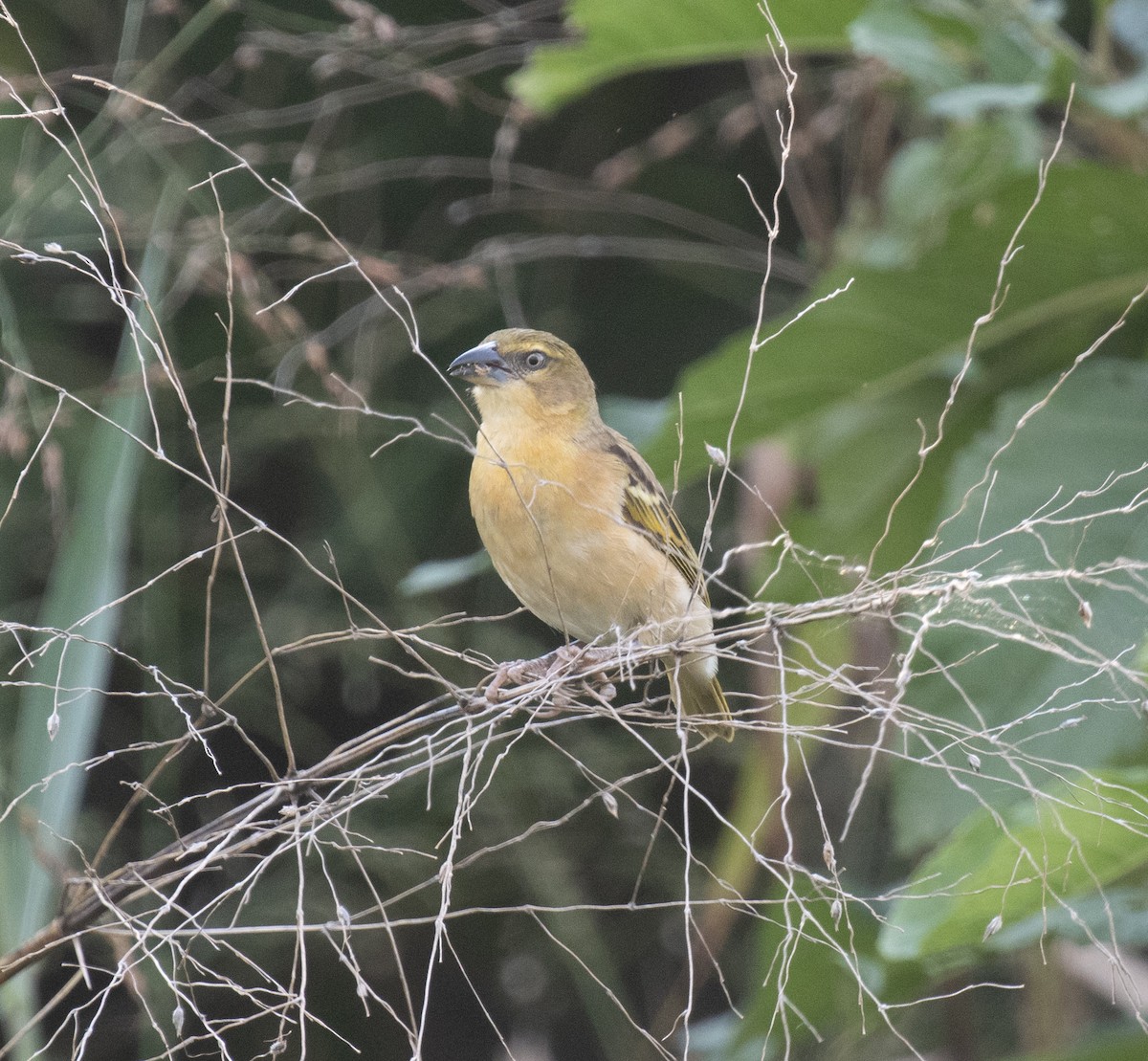 Black-headed Weaver - ML645181848