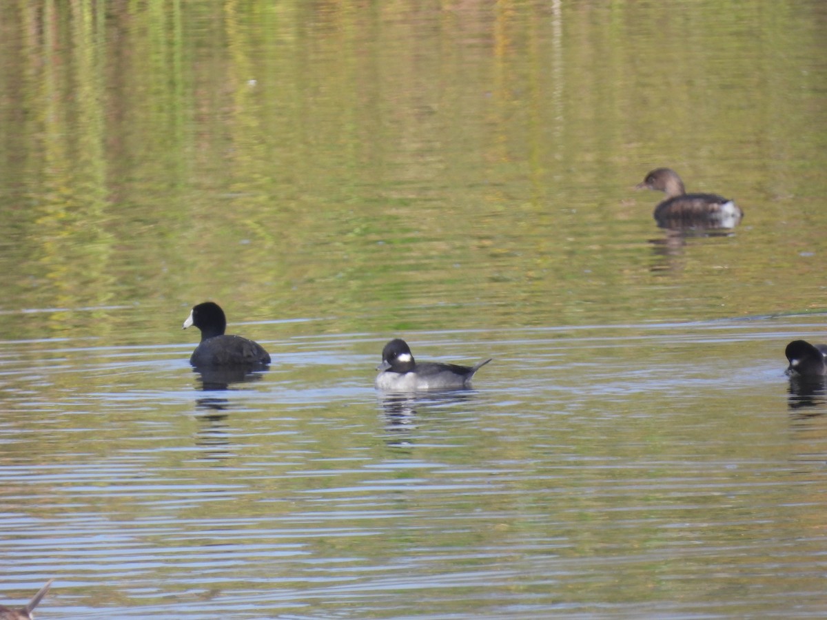 Лиска американська - ML645181878