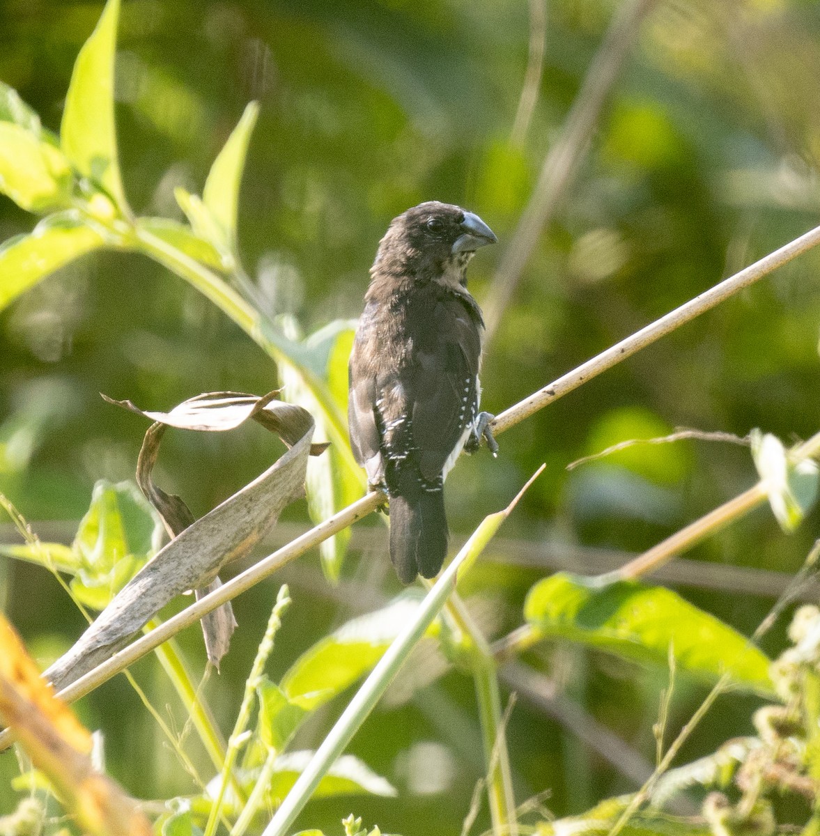 Alaca Munya (bicolor/poensis) - ML645181883