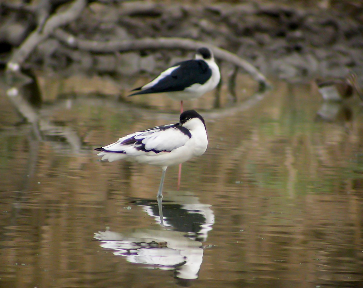 Black-winged Stilt - ML645181900