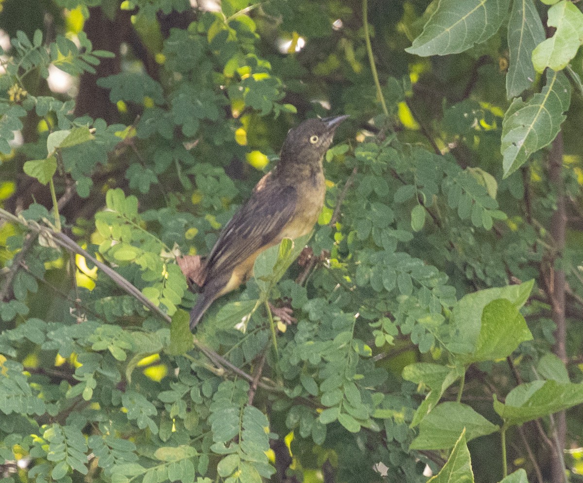 Vieillot's Black Weaver - ML645181909