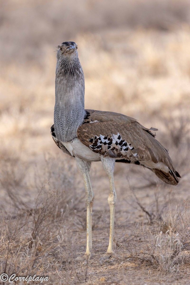 Kori Toyu - ML645181930