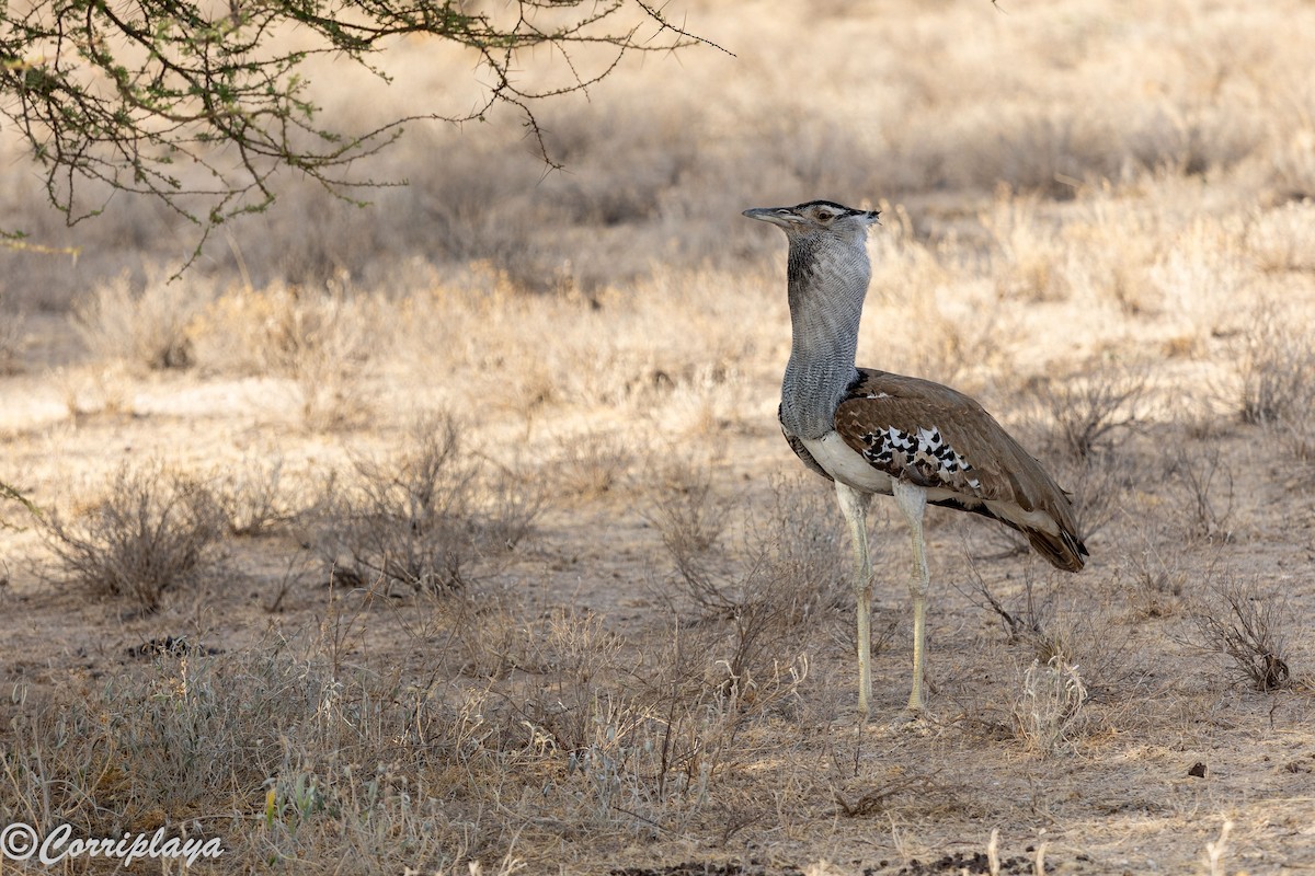 Kori Toyu - ML645181931