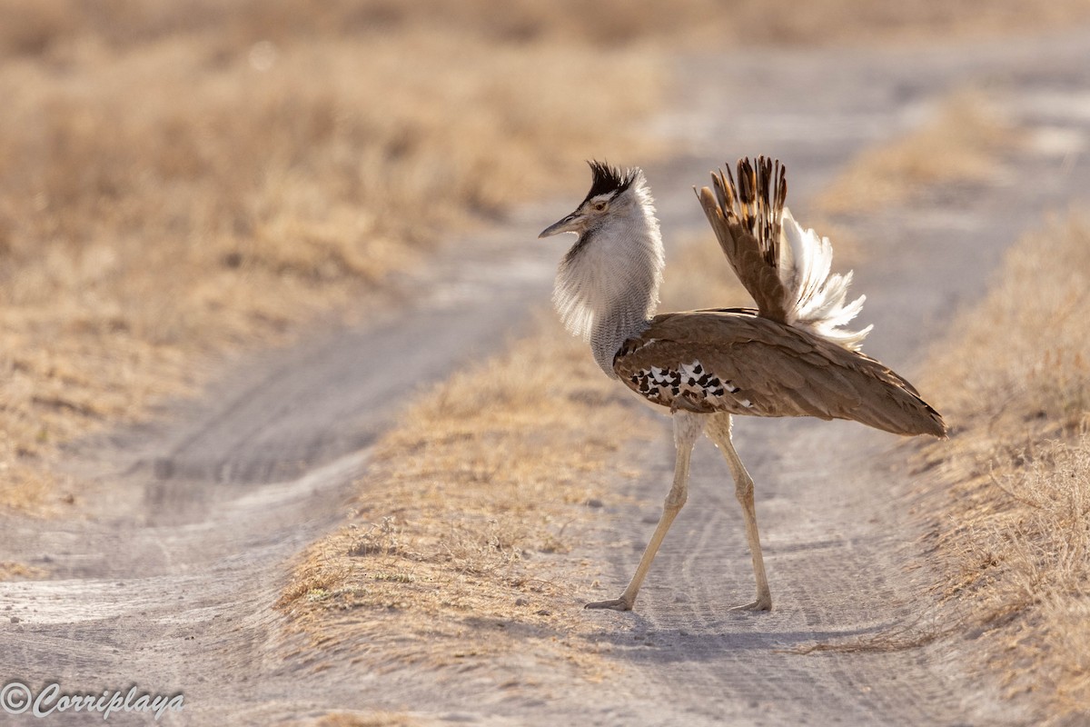 Kori Toyu - ML645181932