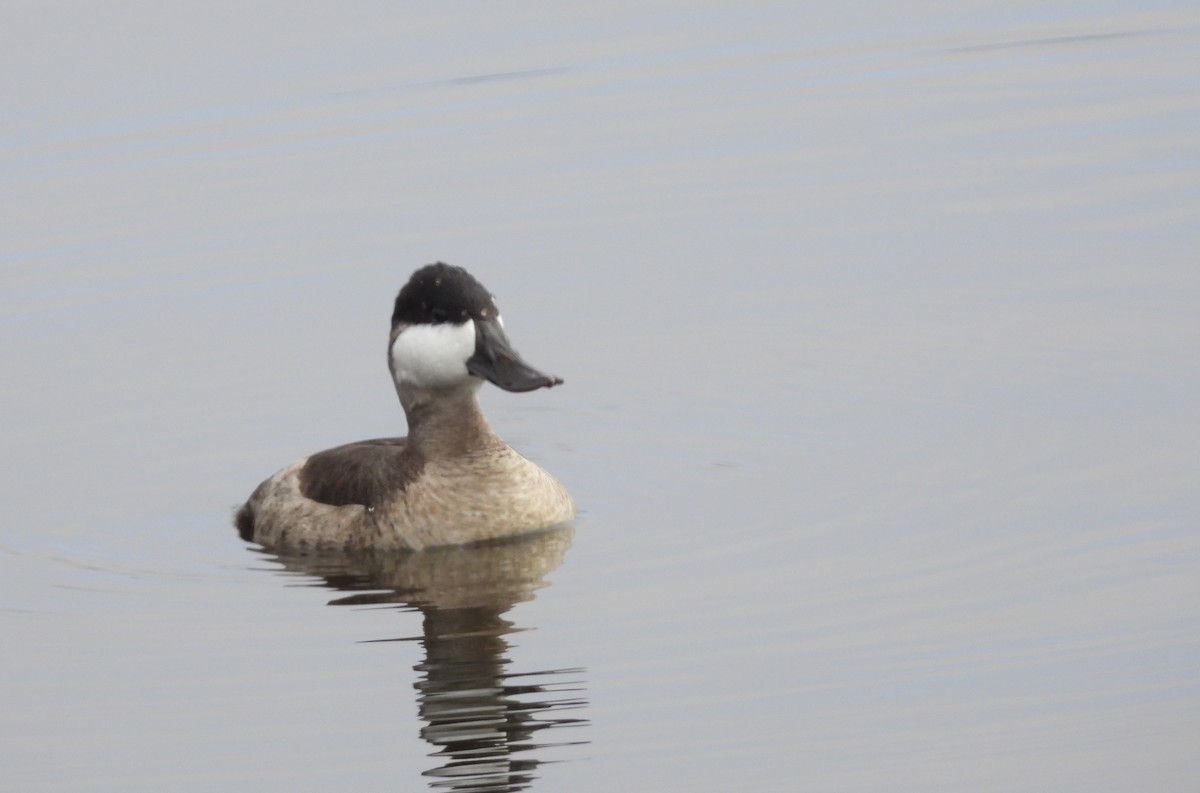 Савка американська - ML645181940