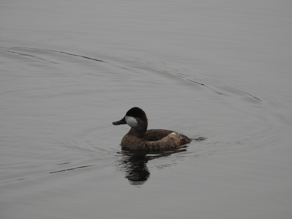 Савка американська - ML645181941