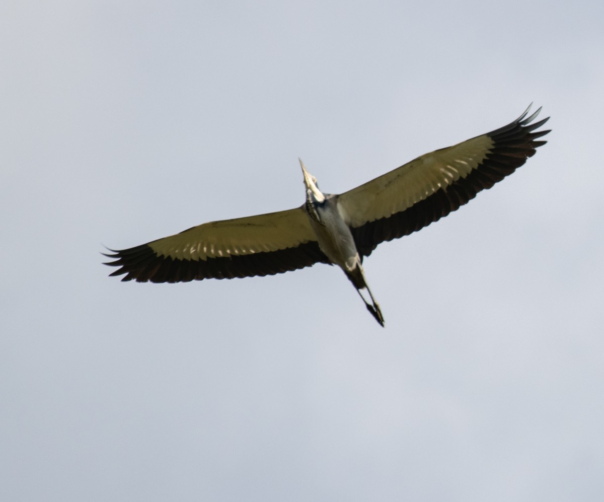 Héron mélanocéphale - ML645181950