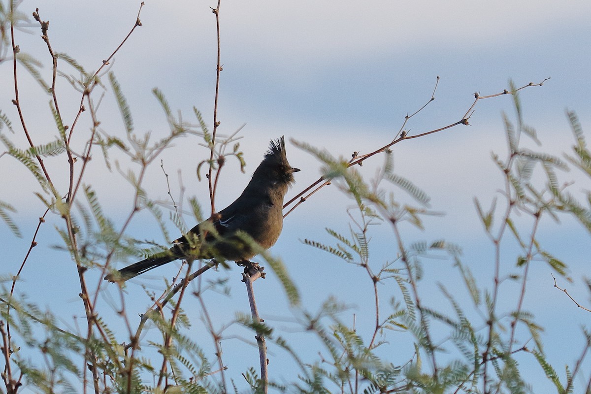 Phainopepla - ML645181951