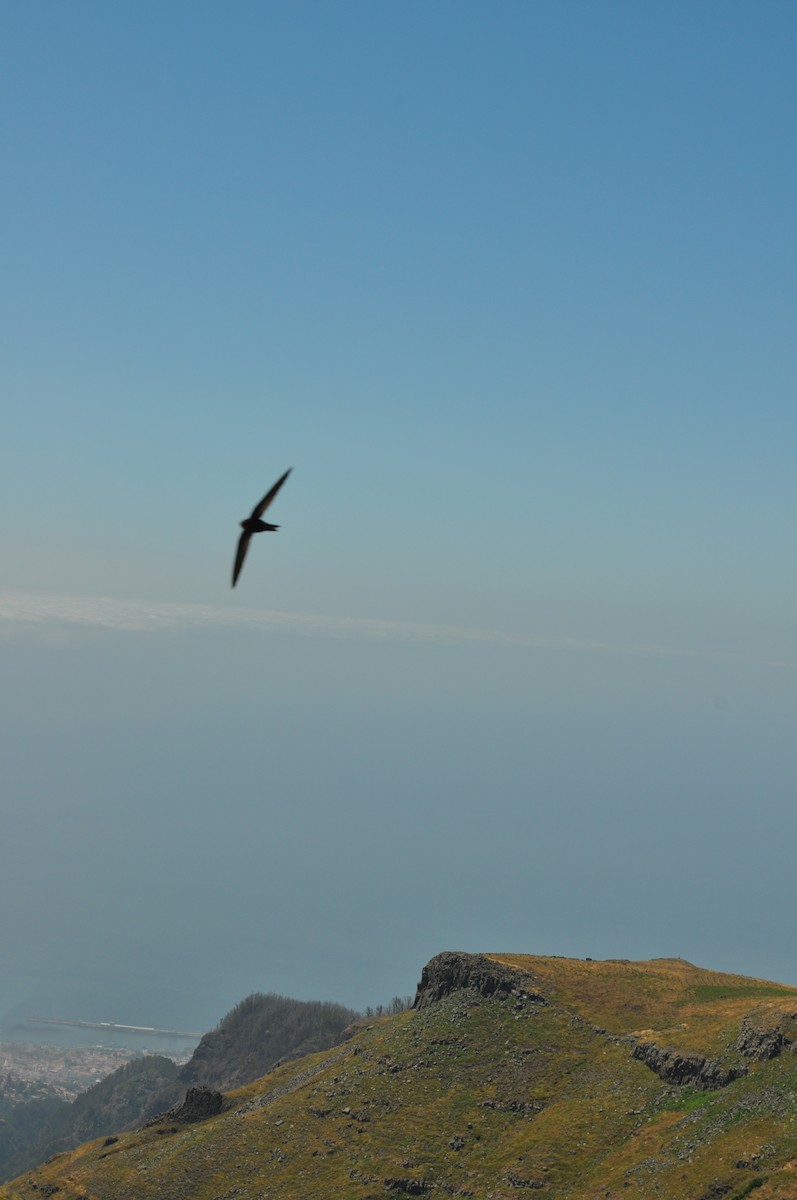 kanariseiler - ML645181956