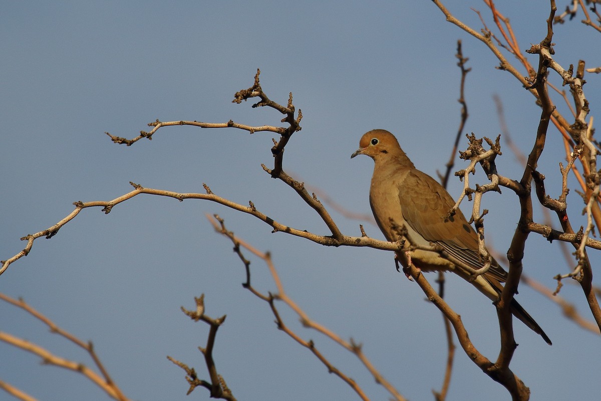 Mourning Dove - ML645181959