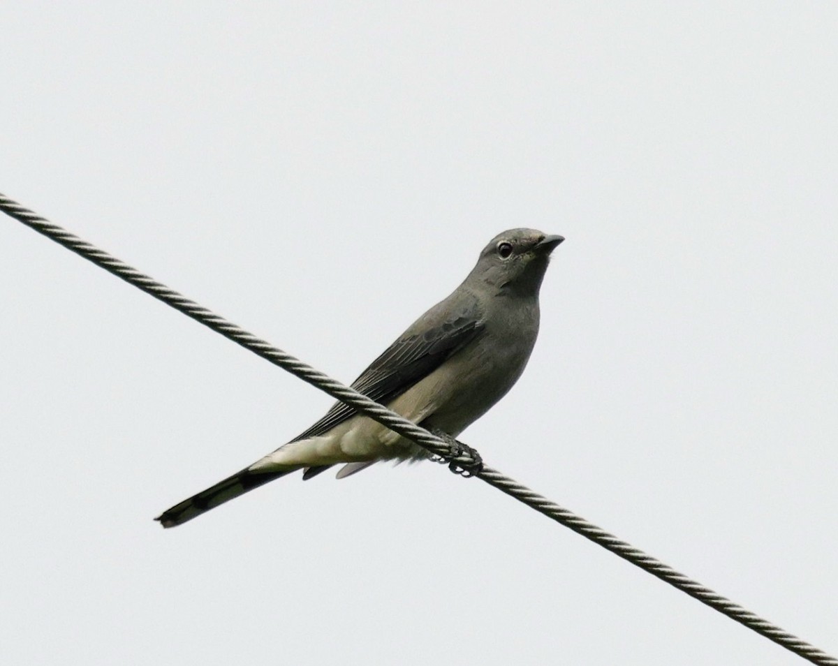 Black-winged Cuckooshrike - ML645181960