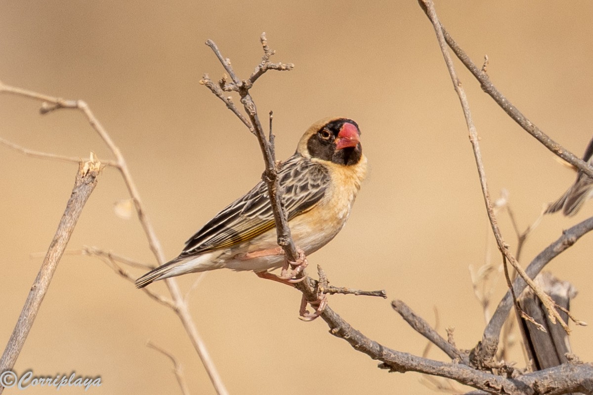 Red-billed Quelea - ML645181962