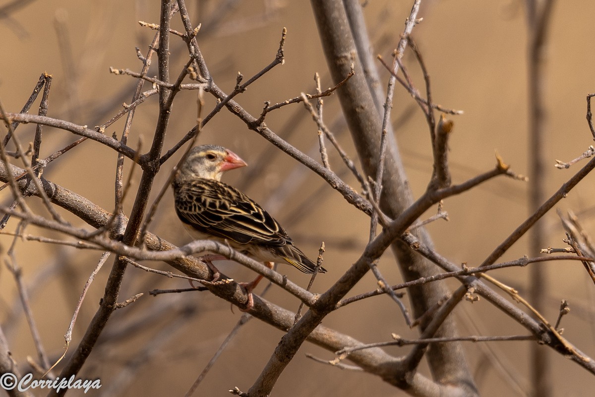Red-billed Quelea - ML645181963