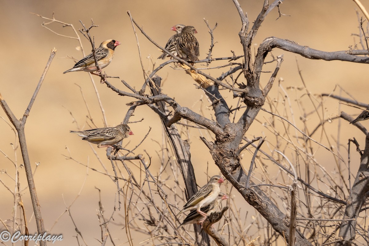 Red-billed Quelea - ML645181964