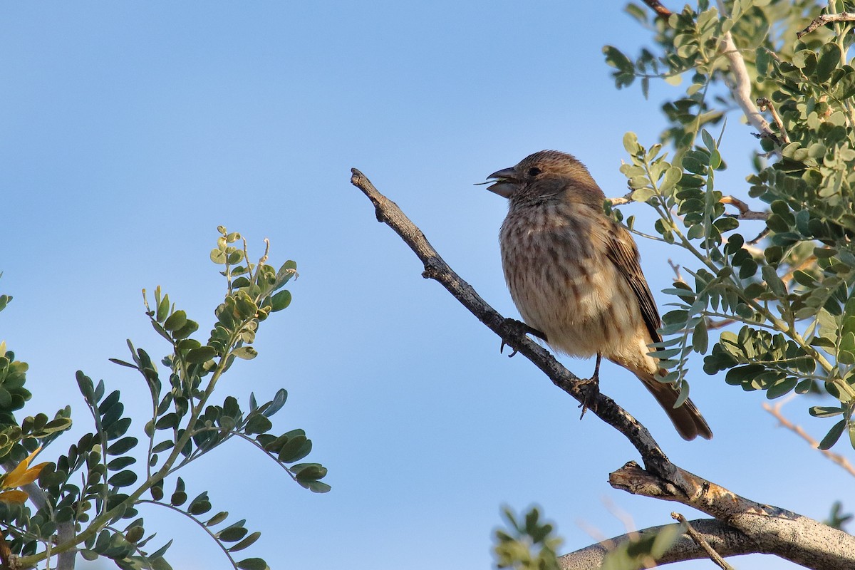 House Finch - ML645181969