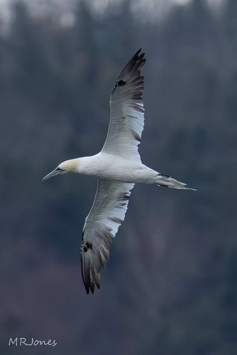 Northern Gannet - ML645181973