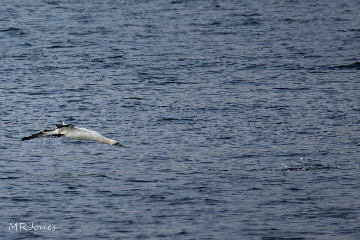 Northern Gannet - ML645181974
