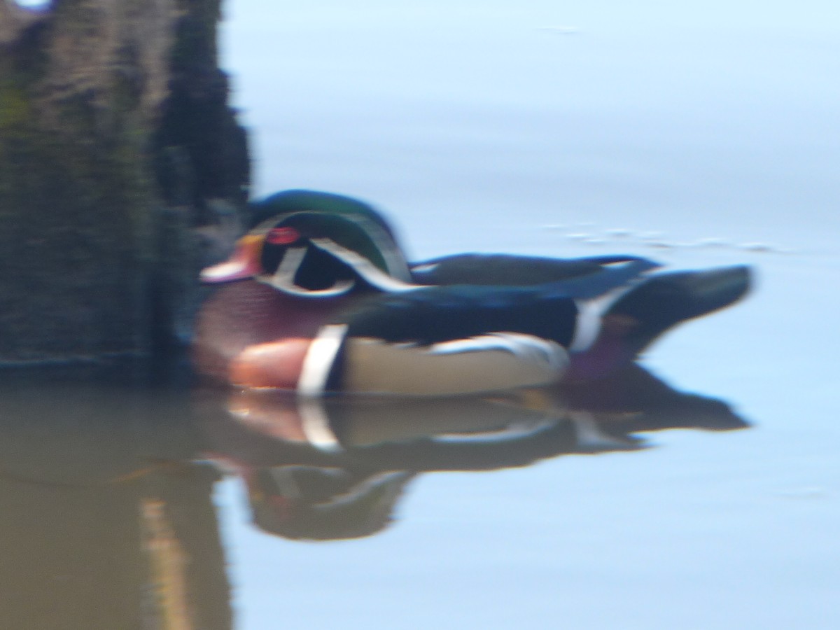 Wood Duck - ML645181980