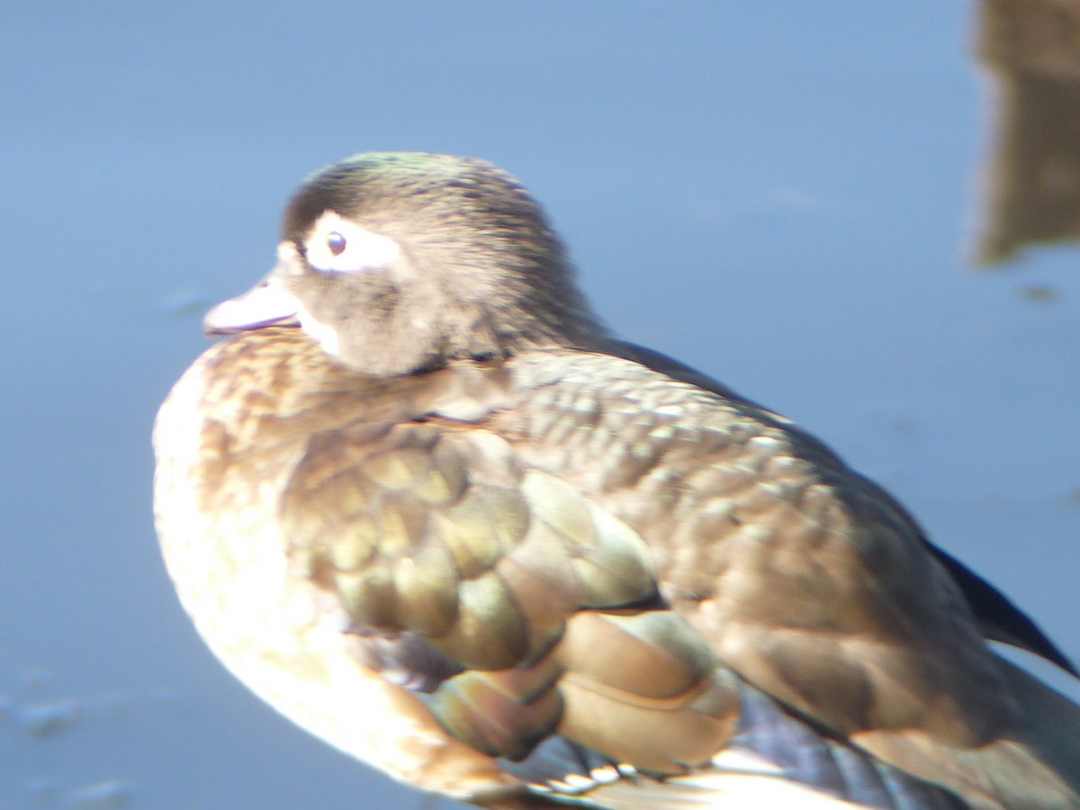 Wood Duck - ML645181991