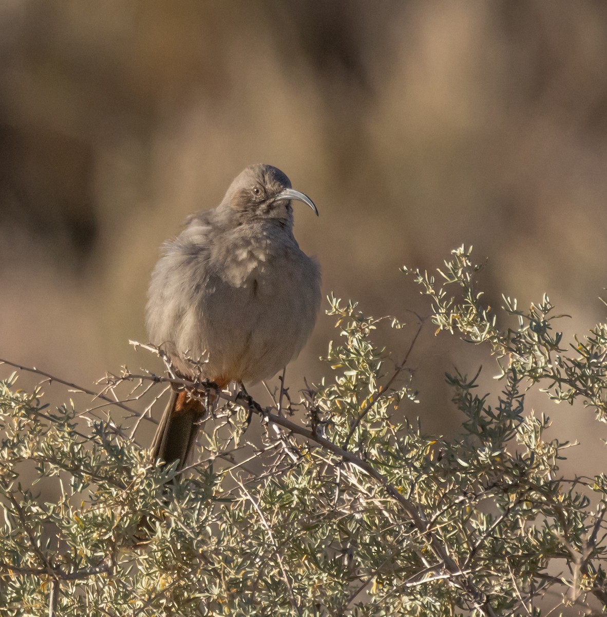 Crissal Thrasher - ML645181992
