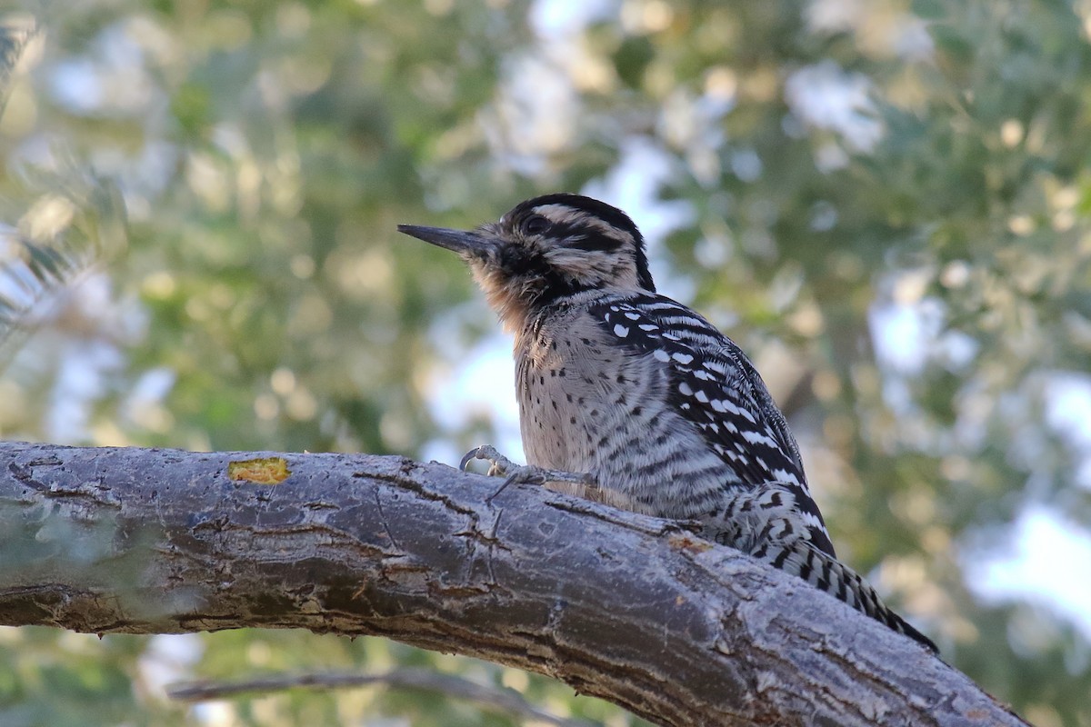 Ladder-backed Woodpecker - ML645181993