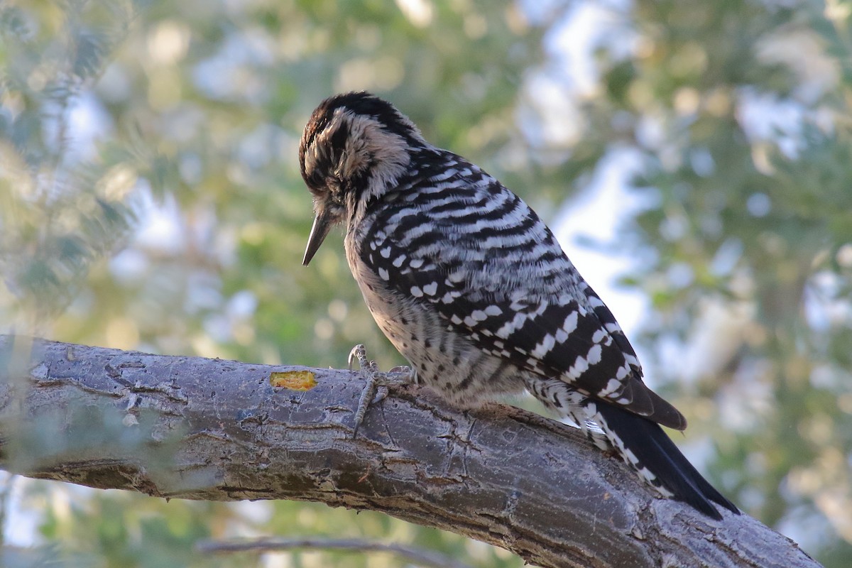 Ladder-backed Woodpecker - ML645181994