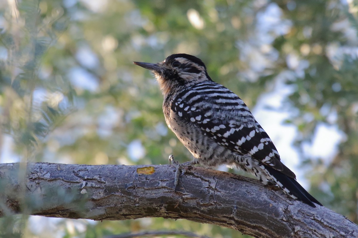 Ladder-backed Woodpecker - ML645181995