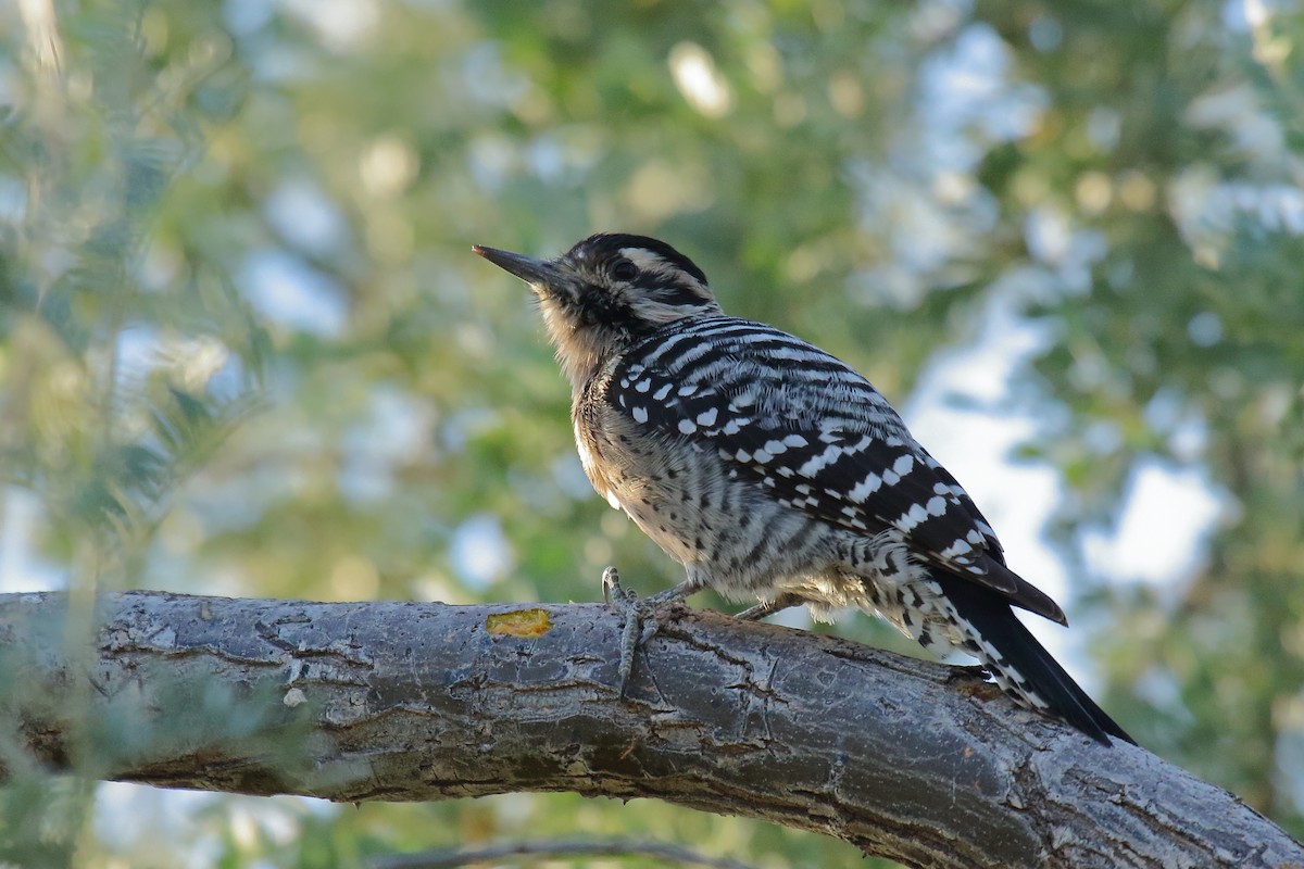 Ladder-backed Woodpecker - ML645181996