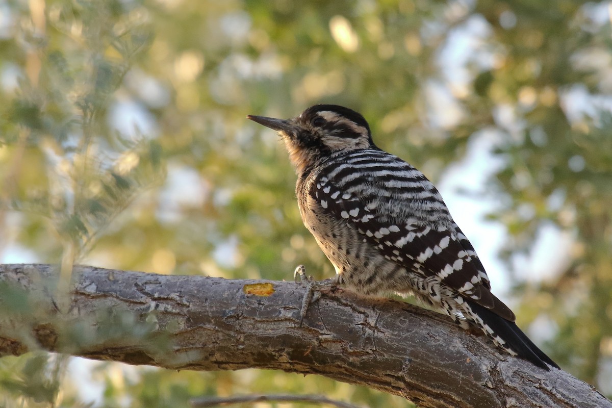 Ladder-backed Woodpecker - ML645181997