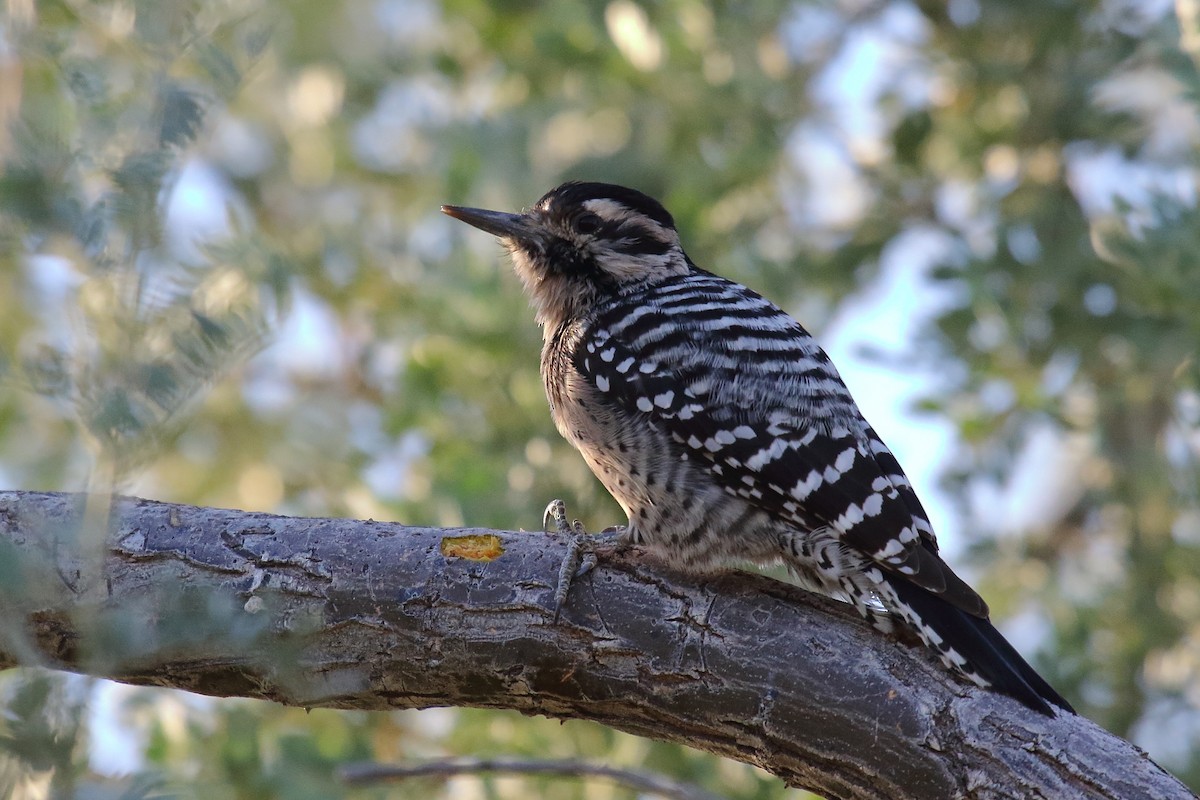 Ladder-backed Woodpecker - ML645181998