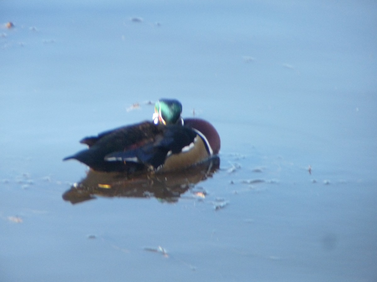 Wood Duck - ML645182002