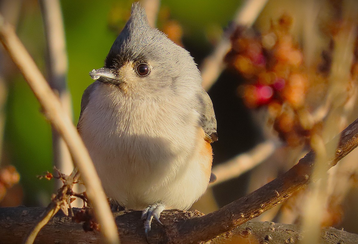 Tufted Titmouse - ML645182010