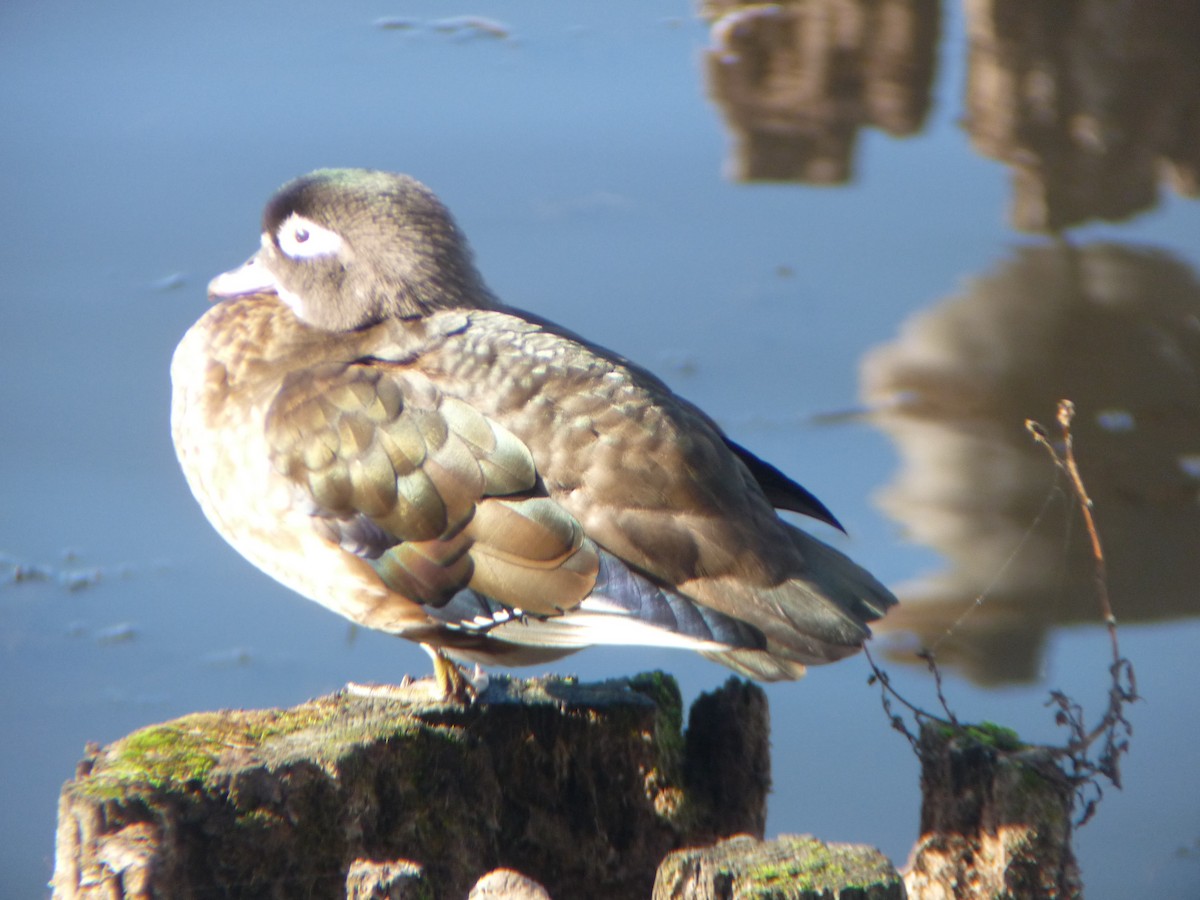 Wood Duck - ML645182011