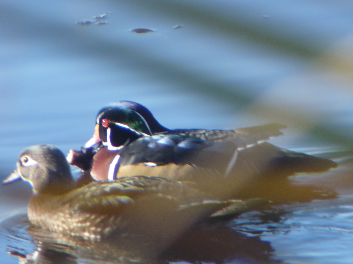 Wood Duck - ML645182019