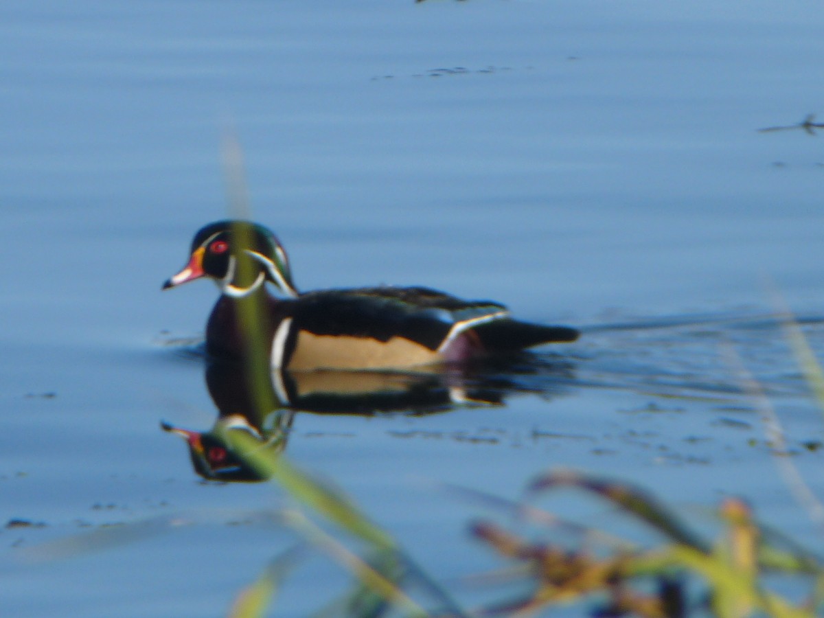 Wood Duck - ML645182021