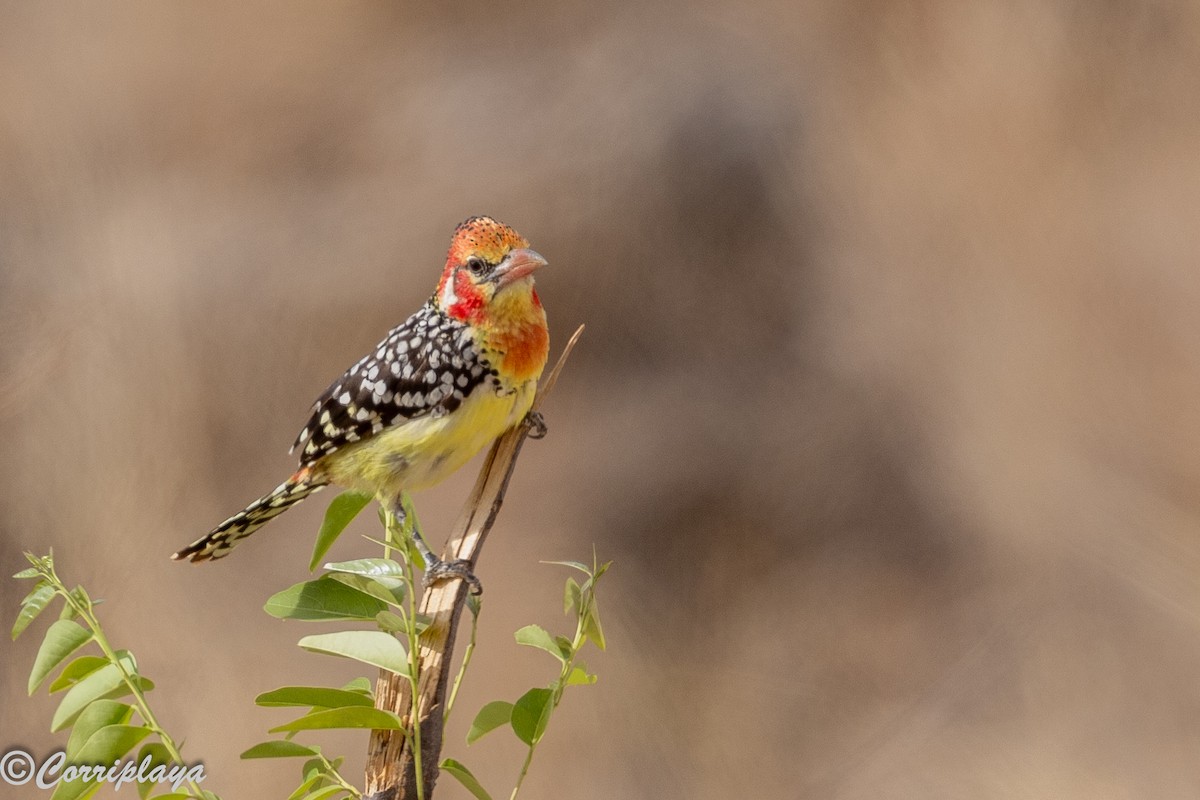 Barbudo Cabecirrojo - ML645182024