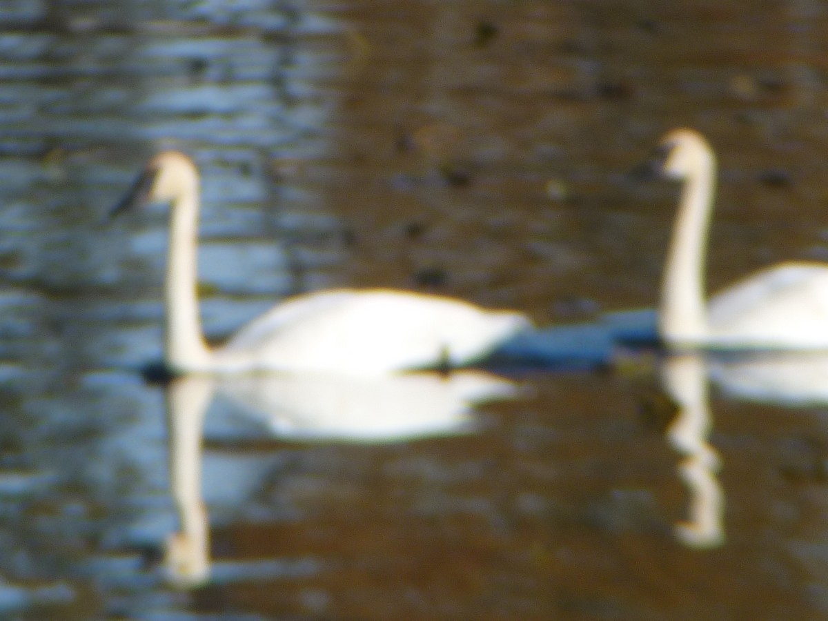 Trumpeter Swan - ML645182032