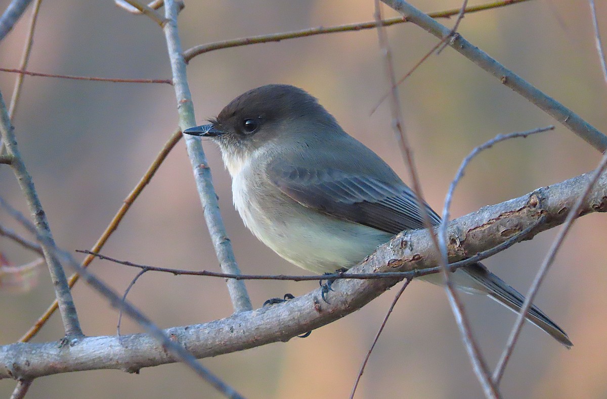 Eastern Phoebe - ML645182035