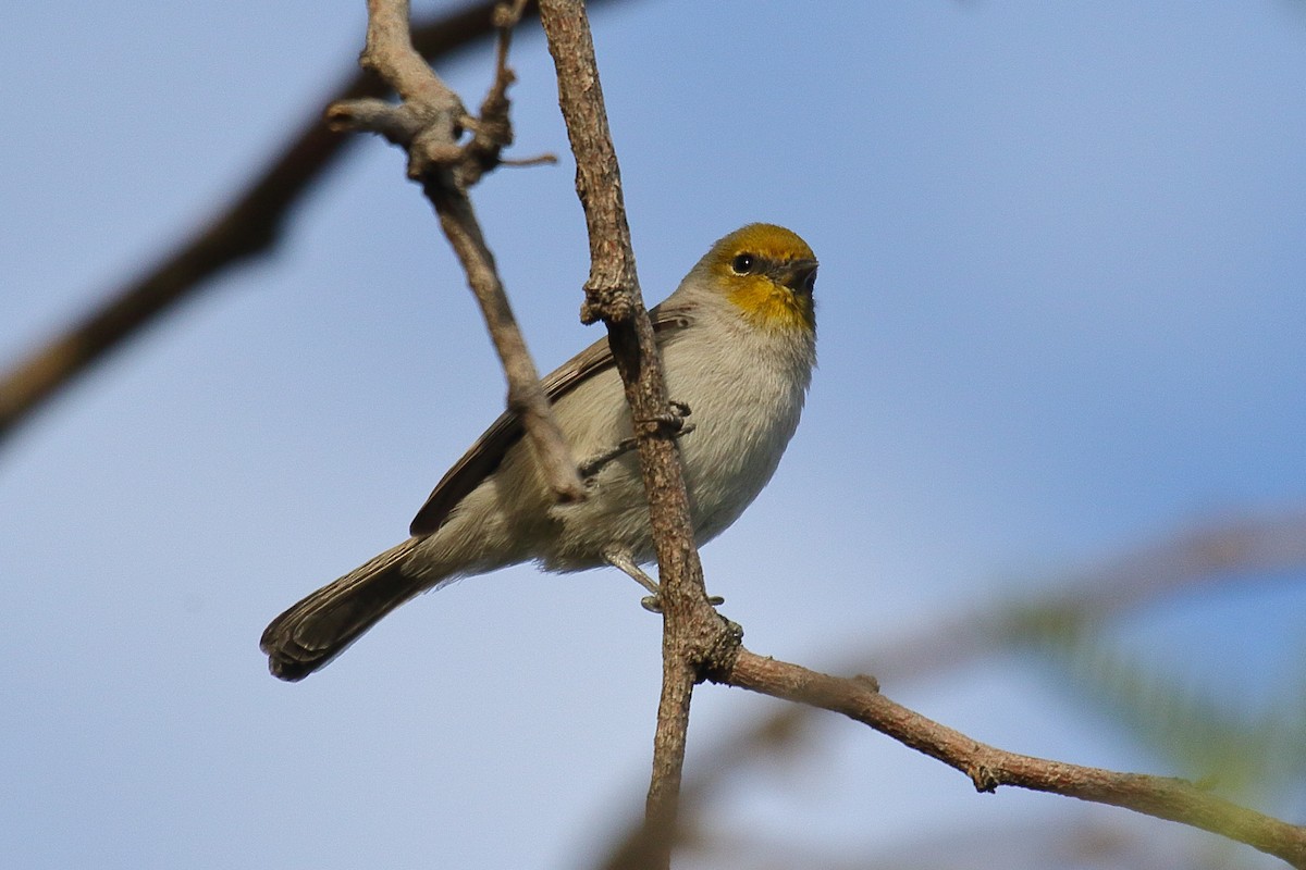 Verdin - ML645182036