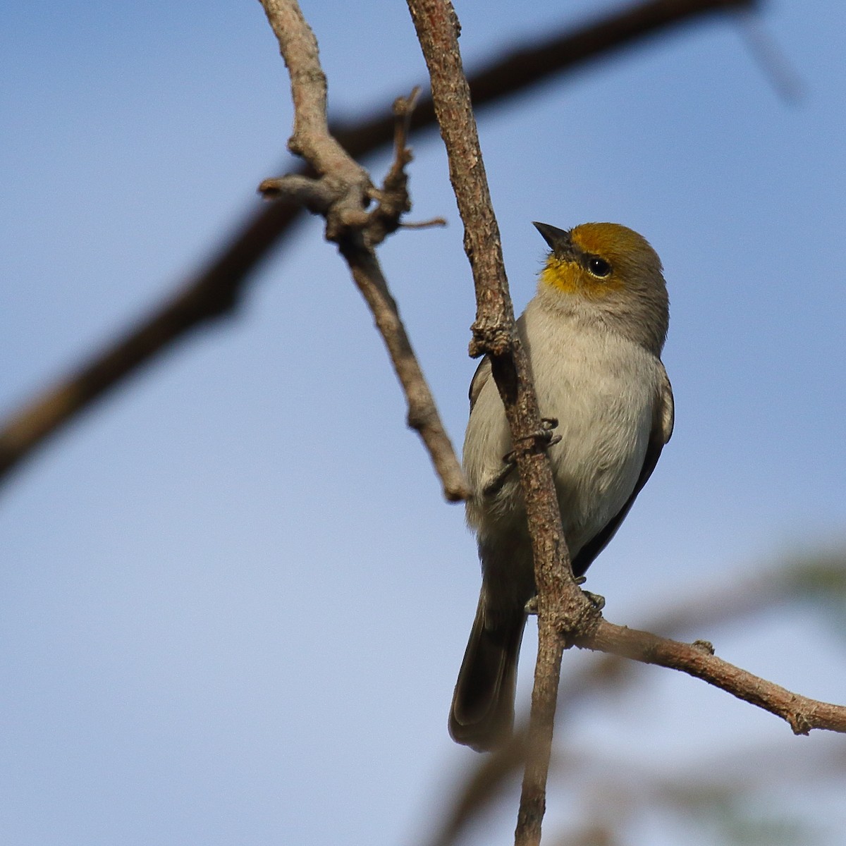 Verdin - ML645182037