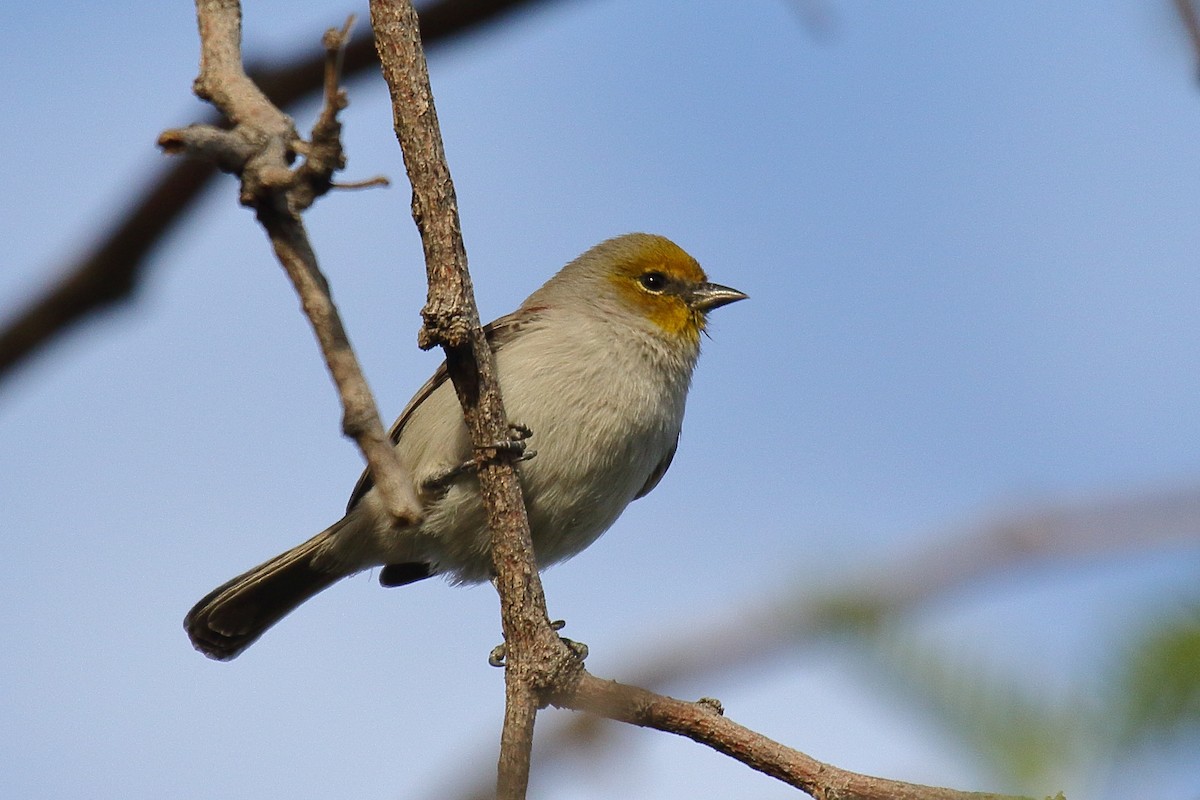Verdin - ML645182038